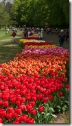 03 tulipani