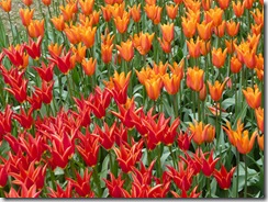 04 tulipani