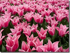 05 tulipani