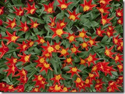06 tulipani
