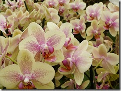 08 orhideje