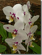 09 orhideja