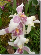 11 orhideja