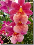12 orhideja