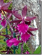 13 orhideja