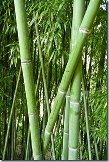 61 bambus