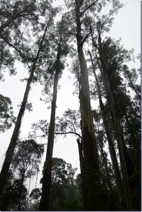 eucalyptus regnana