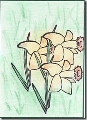 09 daffodiles