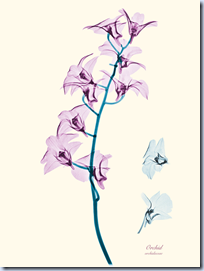 X-ray Orchid