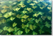 Golden Ray migration