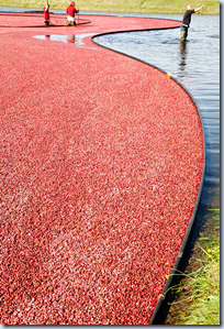 Cranberry harvest