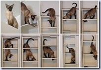 Billy cat climbing shelf