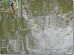 47 zelena žaba